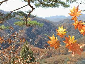 土豆种植时间优化与高效栽培技术研究