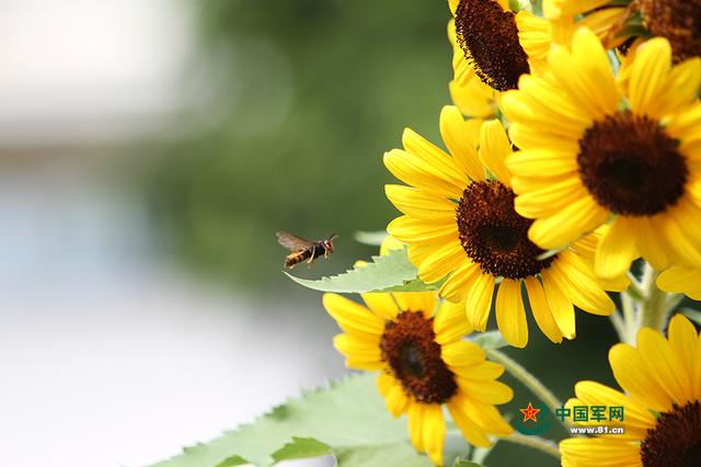 葵花向日倾，柳絮无风舞