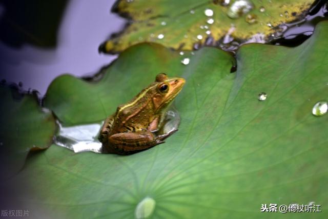 蛙声悠扬，自然之音的夏夜交响