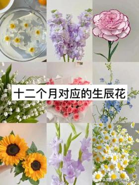 十二个月份生辰花与花语全解析