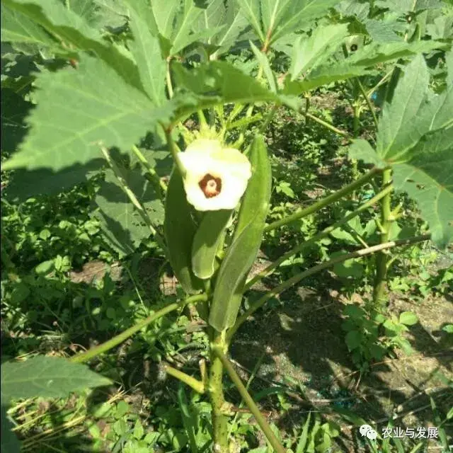 想要种植出高品质、高产量的秋葵，掌握以下几点管理技巧很重要 