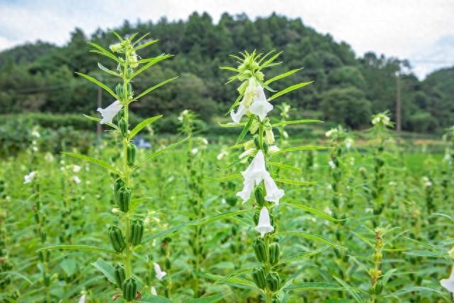 中秋备货潮推动芝麻价格全面上涨